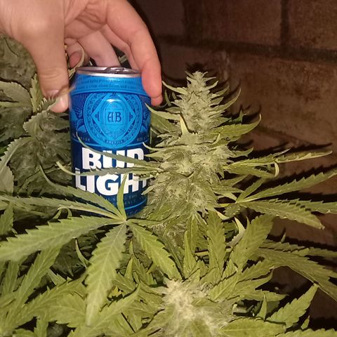 Banana Beach growlog timeline photo