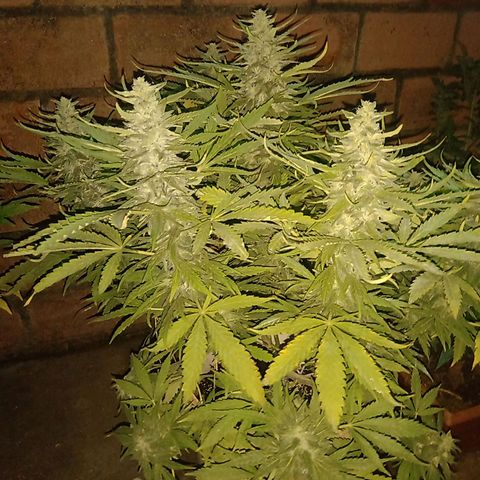 Banana Beach growlog timeline photo