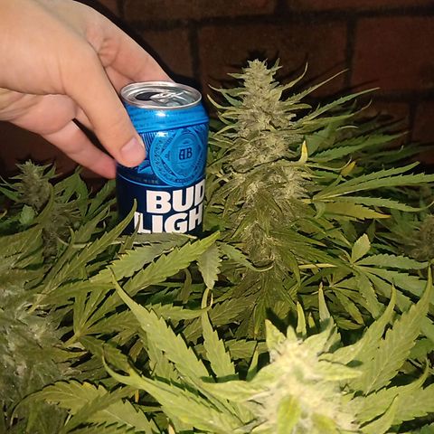 Banana Beach growlog timeline photo