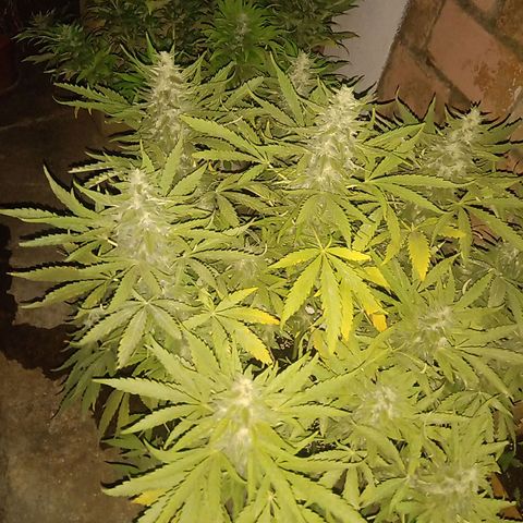 Banana Beach growlog timeline photo