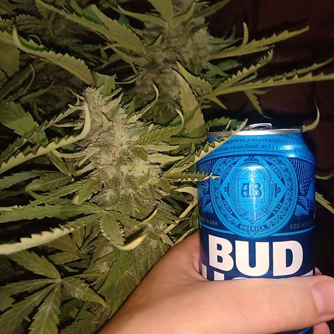 Banana Beach growlog timeline photo