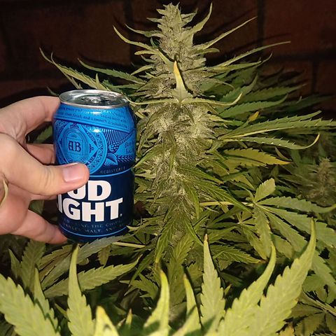 Banana Beach growlog timeline photo