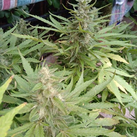 Banana Beach growlog timeline photo