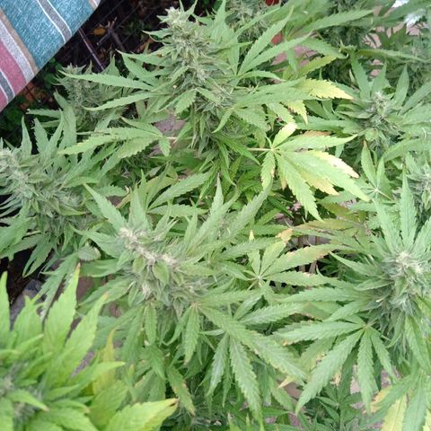 Banana Beach growlog timeline photo