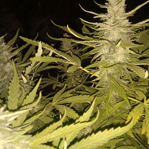 Banana Beach growlog timeline photo