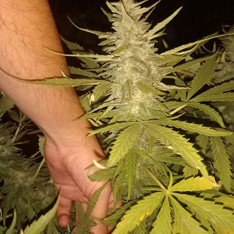 Banana Beach growlog timeline photo