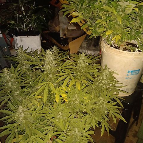 Banana Beach growlog timeline photo