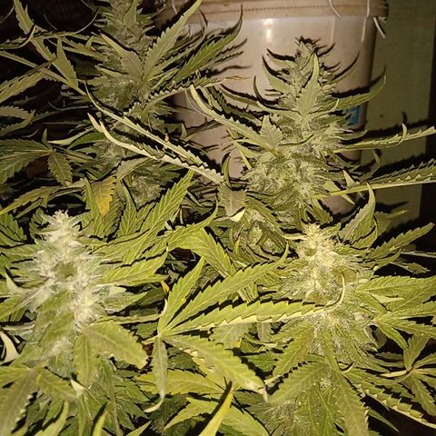 Banana Beach growlog timeline photo