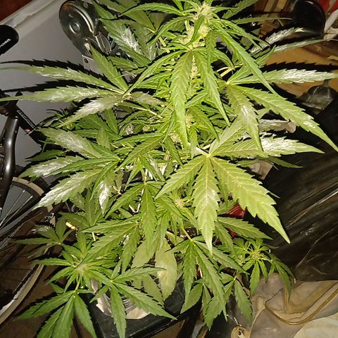 Sweet Madness growlog timeline photo
