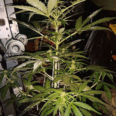 Sweet Madness growlog timeline photo