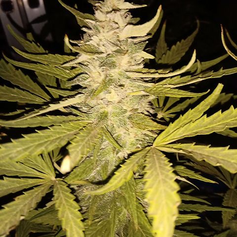 Banana Beach growlog timeline photo