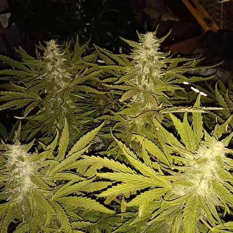 Banana Beach growlog timeline photo