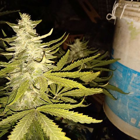 Banana Beach growlog timeline photo