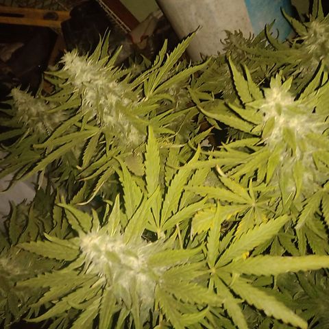 Banana Beach growlog timeline photo