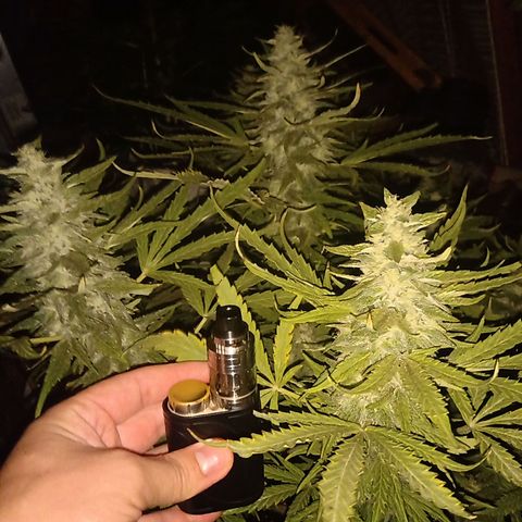 Banana Beach growlog timeline photo