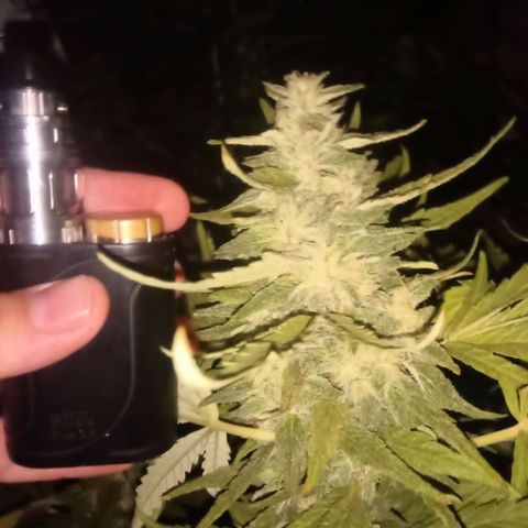 Banana Beach growlog timeline photo