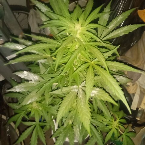 Sweet Madness growlog timeline photo