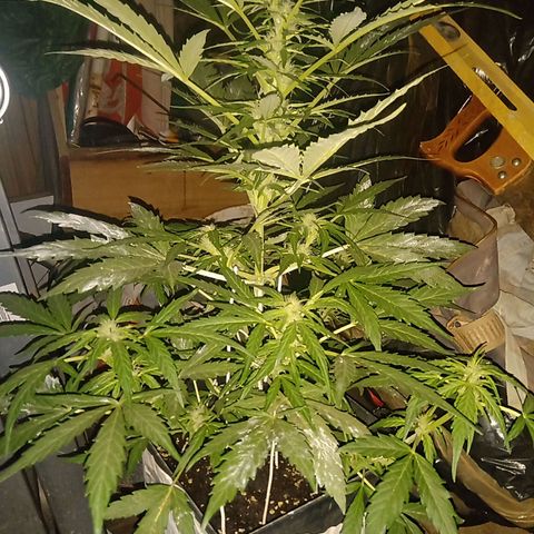 Sweet Madness growlog timeline photo