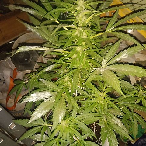 Sweet Madness growlog timeline photo