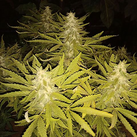 Banana Beach growlog timeline photo