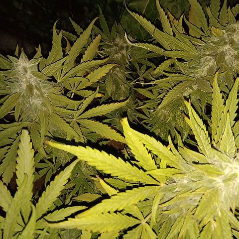 Banana Beach growlog timeline photo