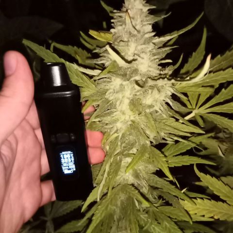 Banana Beach growlog timeline photo