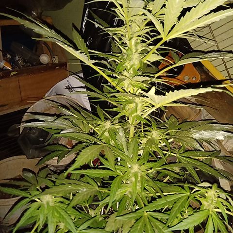 Sweet Madness growlog timeline photo