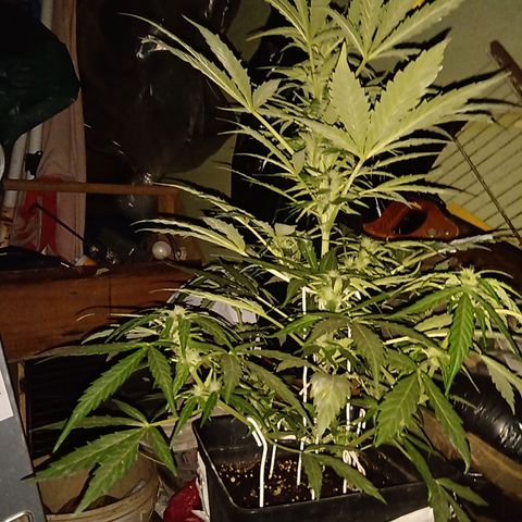 Sweet Madness growlog timeline photo