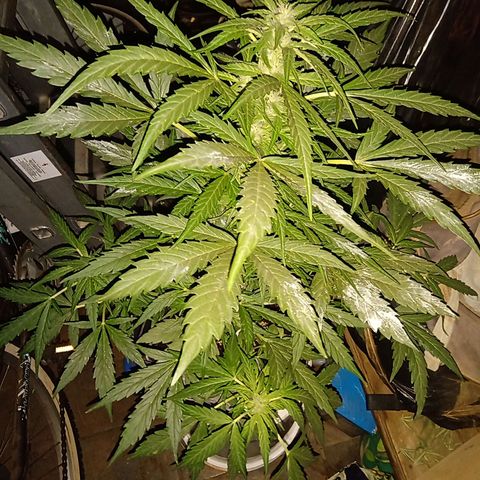 Sweet Madness growlog timeline photo