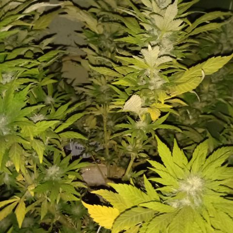 Monster Yeti growlog timeline photo