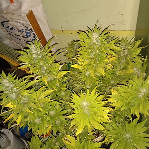 Monster Yeti growlog timeline photo