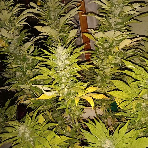 Monster Yeti growlog timeline photo