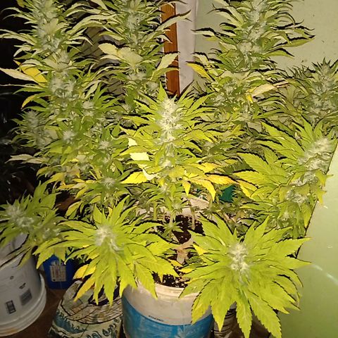 Monster Yeti growlog timeline photo