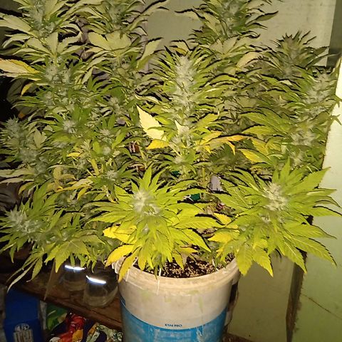 Monster Yeti growlog timeline photo