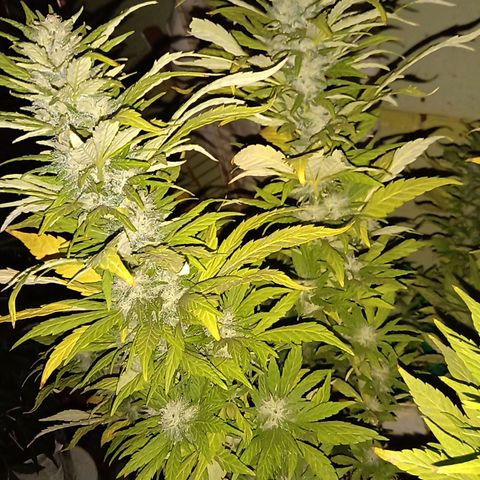 Monster Yeti growlog timeline photo