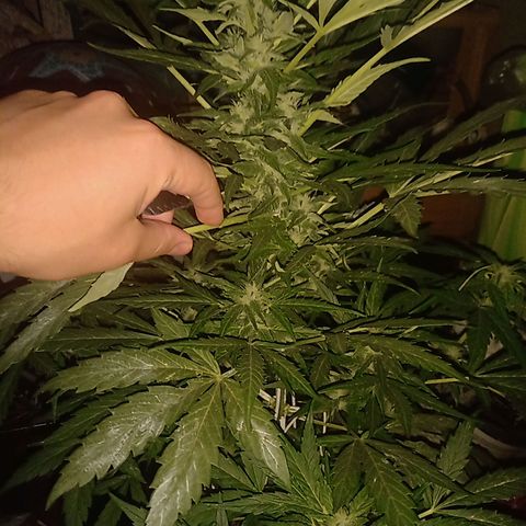 Sweet Madness growlog timeline photo