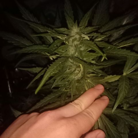 Sweet Madness growlog timeline photo