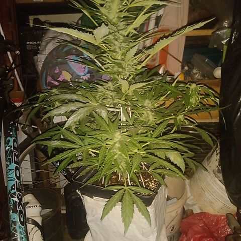 Sweet Madness growlog timeline photo
