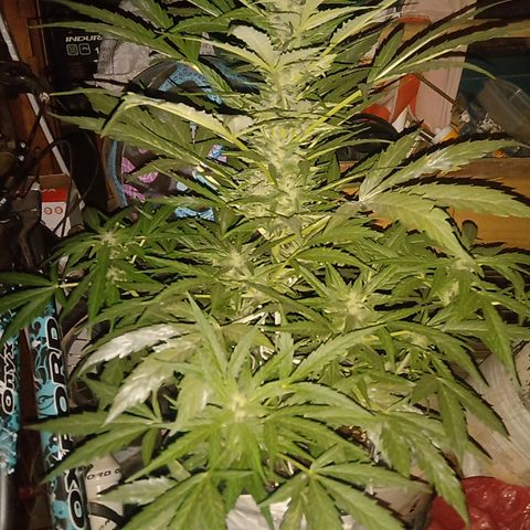 Sweet Madness growlog timeline photo