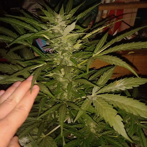 Sweet Madness growlog timeline photo