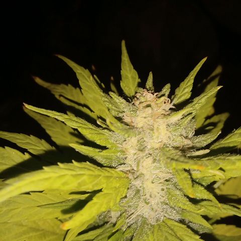 Monster Yeti growlog timeline photo