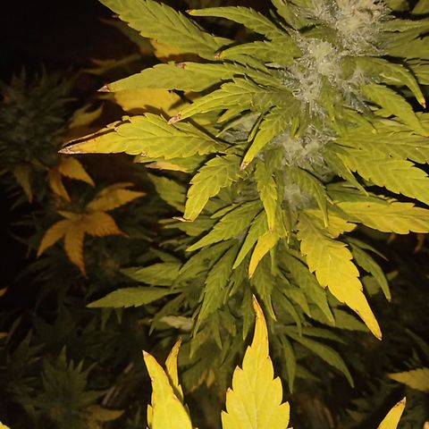 Monster Yeti growlog timeline photo