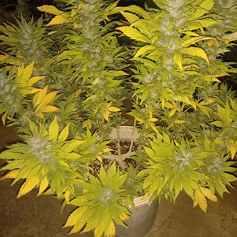 Monster Yeti growlog timeline photo