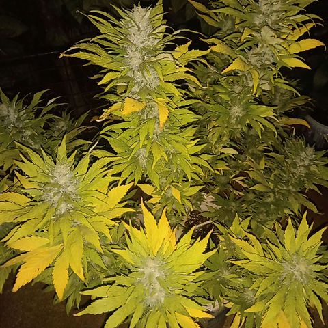 Monster Yeti growlog timeline photo