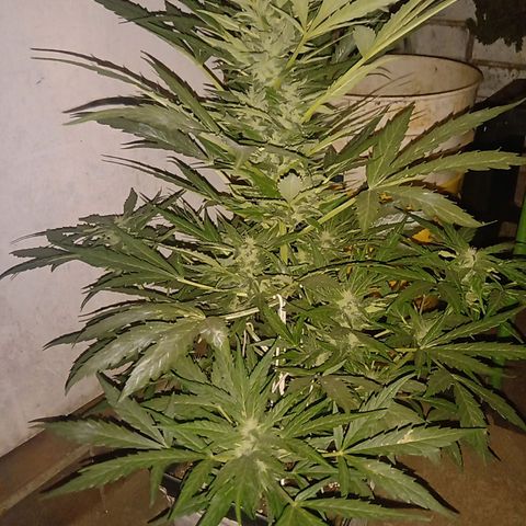 Sweet Madness growlog timeline photo