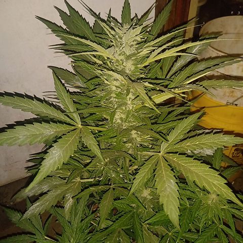 Sweet Madness growlog timeline photo