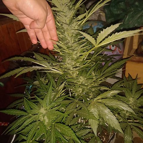 Sweet Madness growlog timeline photo