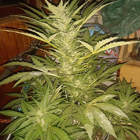 Sweet Madness growlog timeline photo