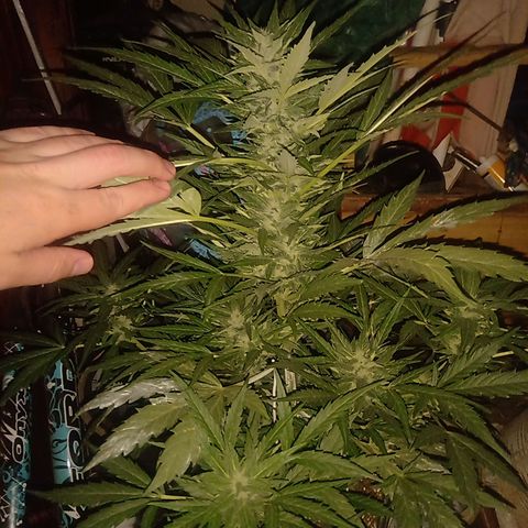 Sweet Madness growlog timeline photo