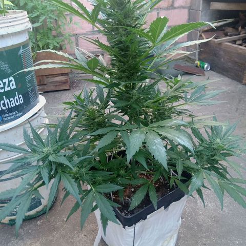 Sweet Madness growlog timeline photo
